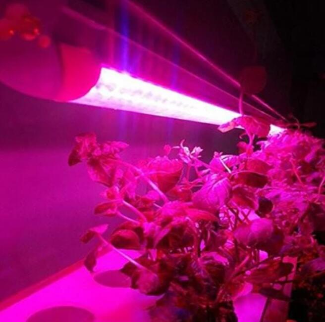 (image for) 10Pcs 1/2/3/4 Ft LED Tube T5 Grow Light Red/Blue Spectrum(R:B=5:1) Clear Lens for Indoor Plant Veg and Flower Hydroponic Greenhouse Growing Bar Light
